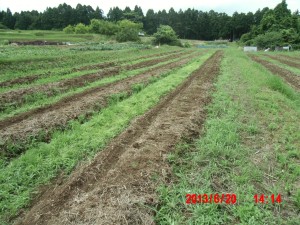 八房とうがらしなどの定植 2013-06-20