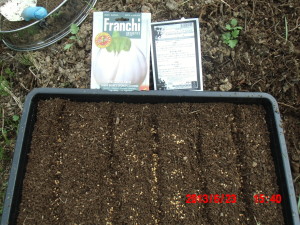 イタリア白ナスの播種 2013-06-23