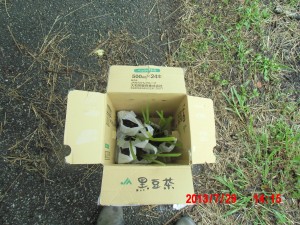 匂い菖蒲を植えてみた。2013-07-29