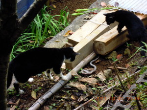 ネコもマムシに噛まれる 2013-07-05