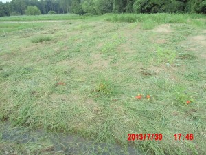 草刈りの合間に「もみ殻ボカシ」作り 2013-07-30