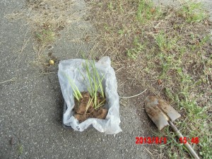 「匂い菖蒲」を移し替えてイタリアナスを植えて 2013-08-01