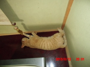 ８月前半の作業のまとめ（おまけ）2013-08-15