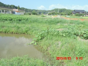 2013-８月６日から８月２４日までの間のバターナッツ観察日記