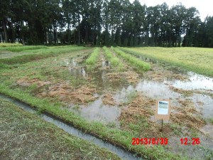 作業日誌 2013-８月２５日から８月３０日：草刈りと水たまりと野良生えの水稲