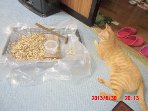 作業日誌 2013-８月３０日から９月４日：草刈りとカザフ辛味大根の種を採取しました