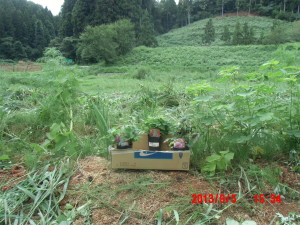 秋明菊の植え付け 2013-09-05