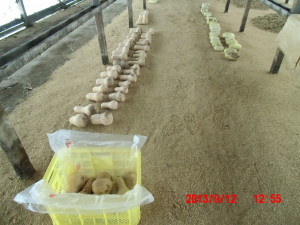 バターナッツかぼちゃの収穫（２回目）2013-09-12