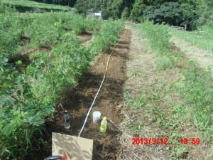 カザフ辛味大根の種まき（終り）2013-09-12