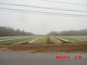 かぼちゃの畝の間隔で溝を掘る 2013-10-01