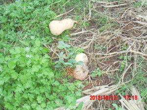 バターナッツかぼちゃについて 2013-10-12