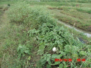 台風27号通過時(10月26日)の畑の様子 2013-11-04