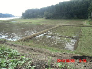 有機栽培のモデル圃場作り 2013-11-04