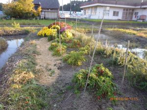 ししとうも試験栽培しています 2014-10-30