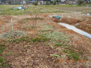 栗の苗の移植は終わりました 2016-03-31