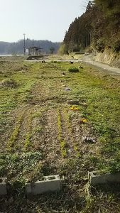 甲駅の三陸つぼみ菜 2016-04-01