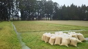 草刈りは夜勤アルバイトしながらだと二週間かかりますね 2016-04-08