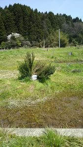 現在のローズマリーです 2016-04-13