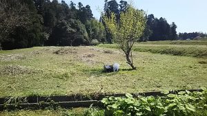 木陰の休憩場所に置いていたオヤツをカラスに持っていかれました 2016-04-15
