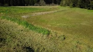 3年目の西洋ワサビ（レフォール）です 2016-04-15