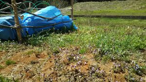 チャイブも順調ですね 2016-04-17