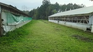 アップルミントは噂どおり強いです 2016-04-22