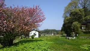 甲駅の八重桜が満開になりました 2016-04-26