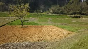 菊芋の種芋を埋めたらきれいに整地されてました 2016-04-27