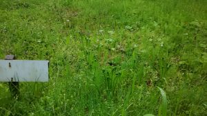 ここの耕作放棄地の持ち主は和倉温泉のホテル海望と関わりがある人なので 2016-04-28