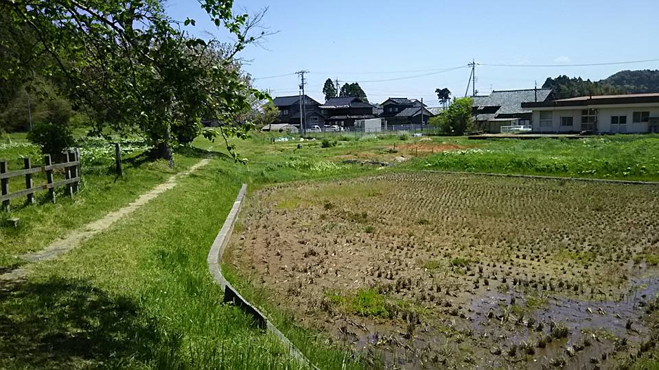 ここは今年は田植えをするのか気になってます。芝桜満開です-2016-05-05