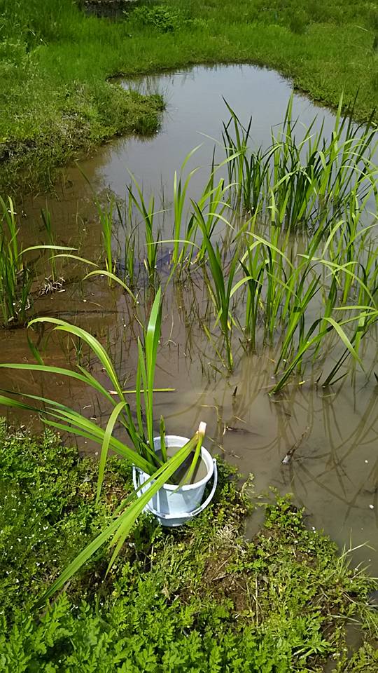 私としては菖蒲湯用だと出荷作業が大変なので、根っこの方を、菖蒲根といいますが、漢方薬の材料として考えてます-2016-05-02