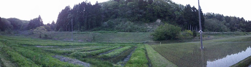 今年は春先から気温が高いので、遅出し作物を狙ってみます-2016-05-05