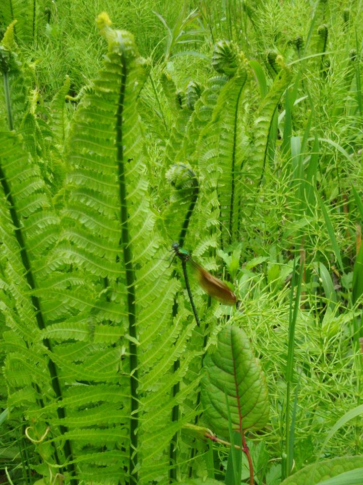 羽根がピンとしていないので、ヤゴからトンボになったばかりかもしれません-2016-05-06