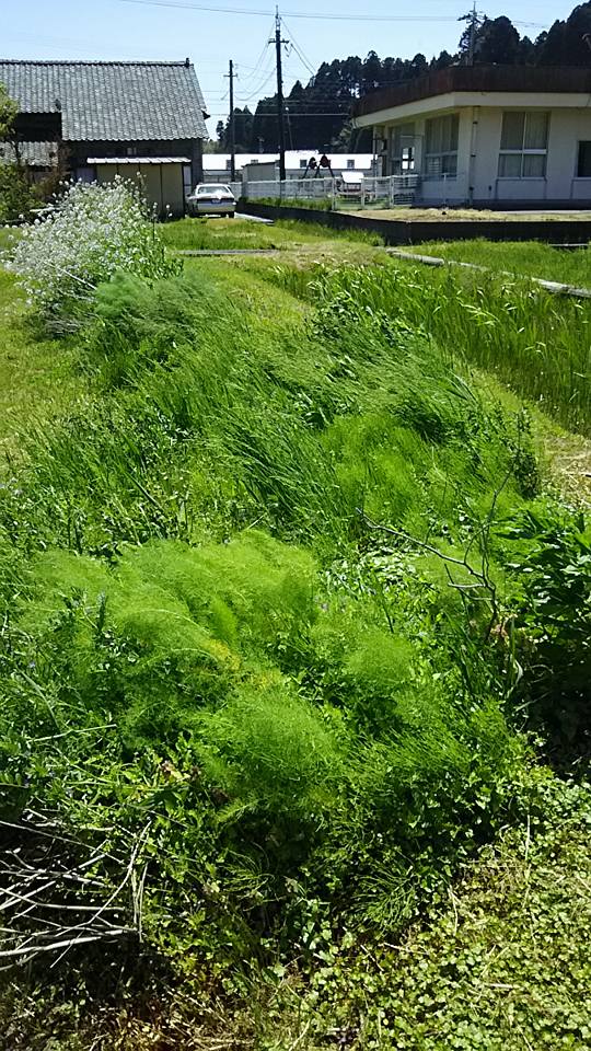 個人的なお気に入りは、普通のフェンネルです-2016-05-05