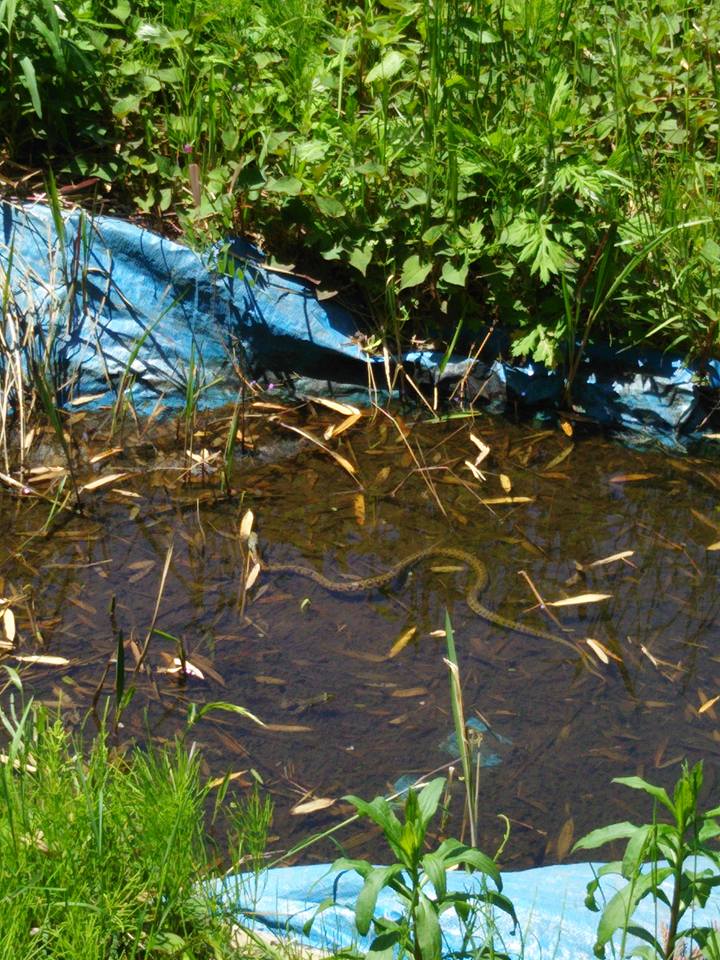 毒蛇のヤマカガシが頭だけ出して水に浸かってました-2016-05-13