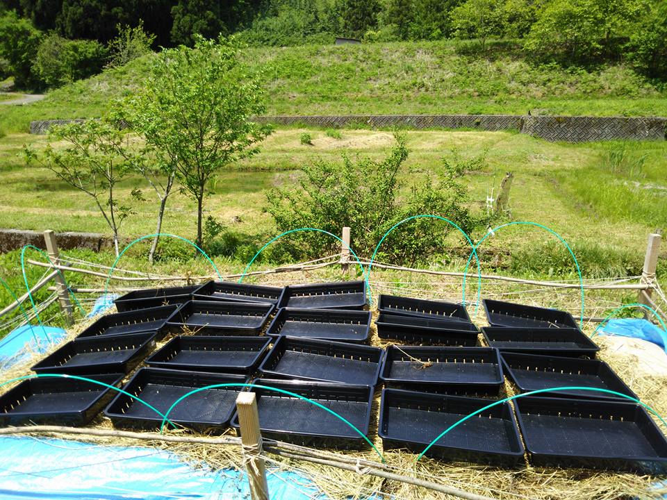 花用の育苗箱で20枚入りました-2016-05-17