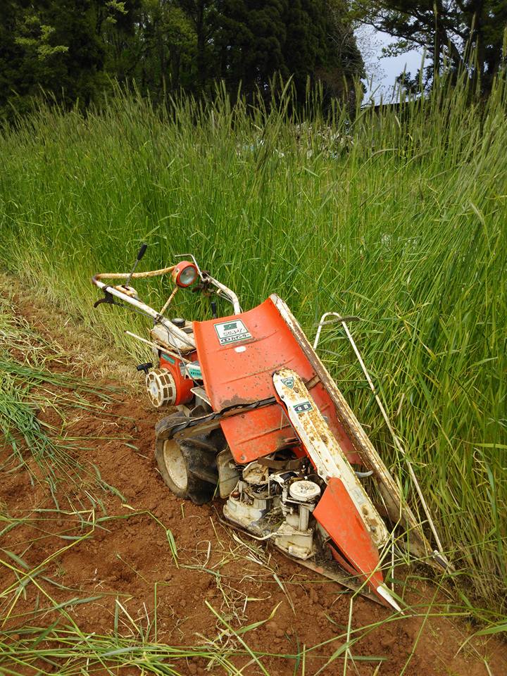 能登野菜のエビスかぼちゃの敷きわら用の麦を刈ってます-2016-05-14