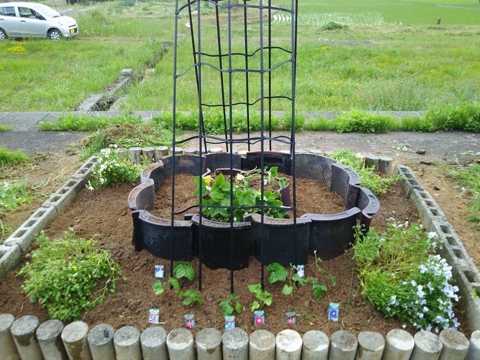 甲駅のホームの花壇は今年は朝顔を仕立てることにしました-2016-05-26