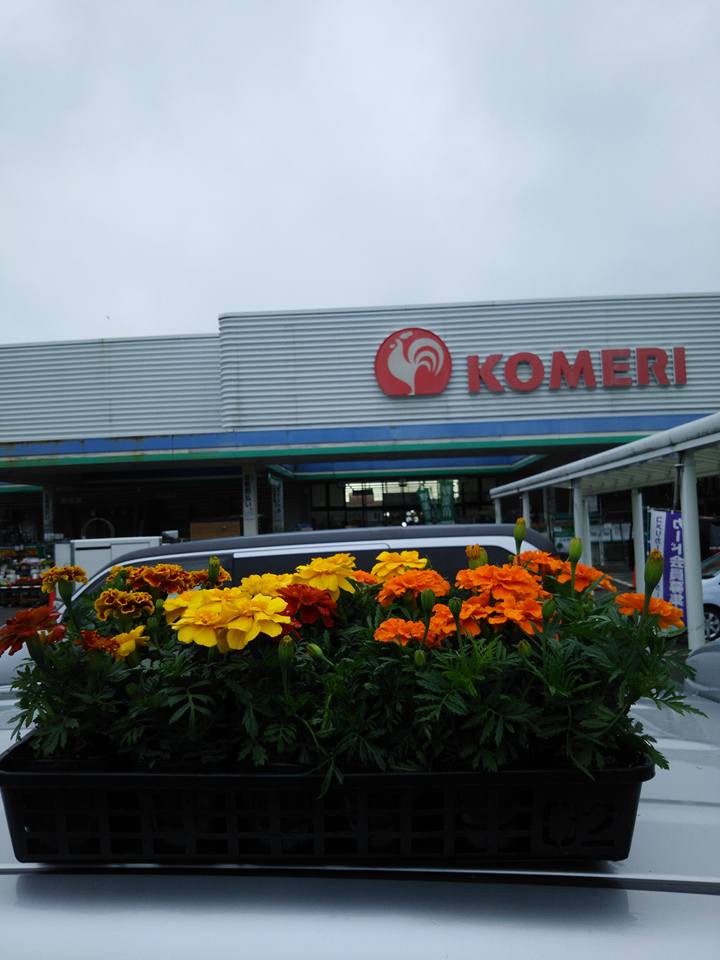 コメリとワイホームでマリーゴールドの花苗を買ってきました-2016-05-26