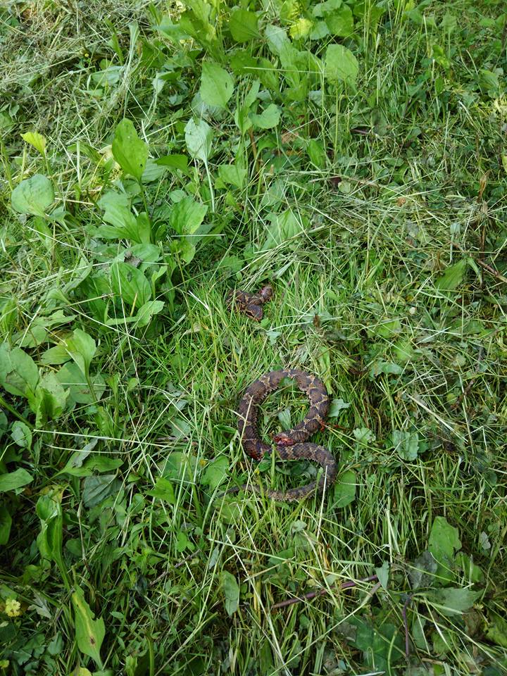 森田さんの農場で冬至カボチャ用の畑の草刈りの手伝いです-2016-05-27