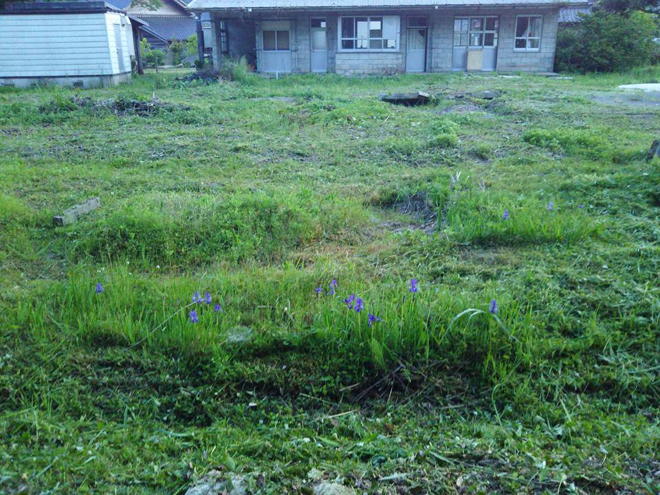 今年から休耕田みたいですね-2016-05-22