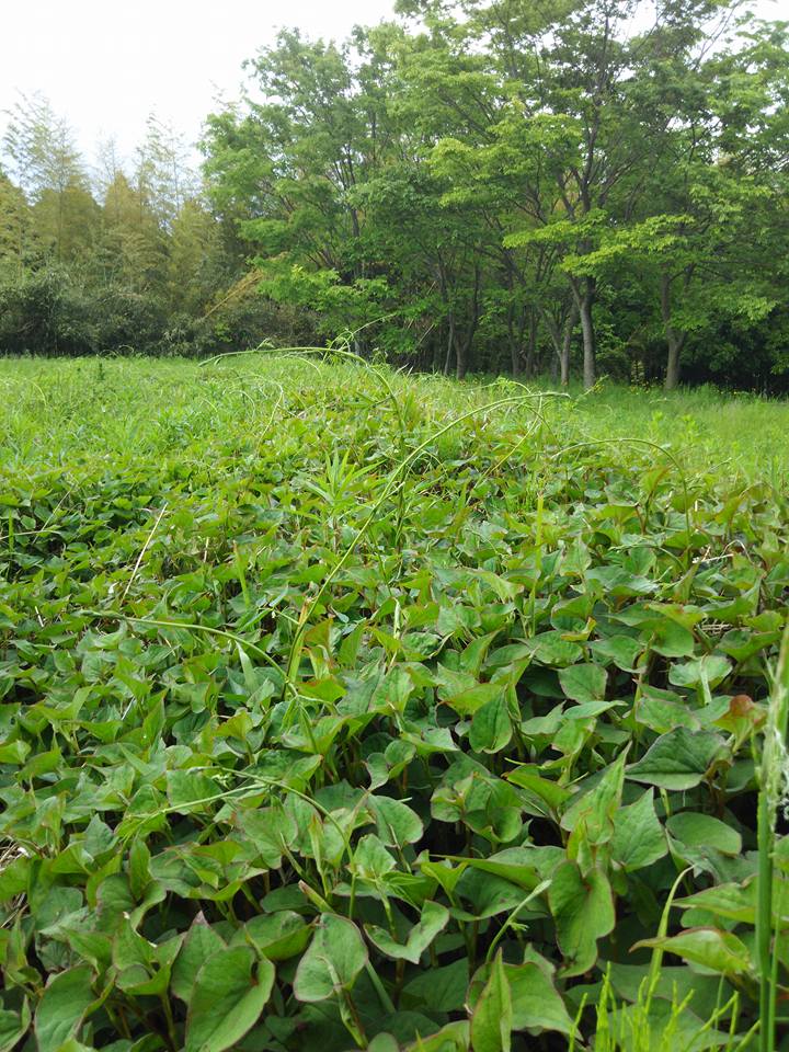 2013年春に定植したアピオスを支柱も立てずに放任試験不耕起栽培中です-2016-05-16