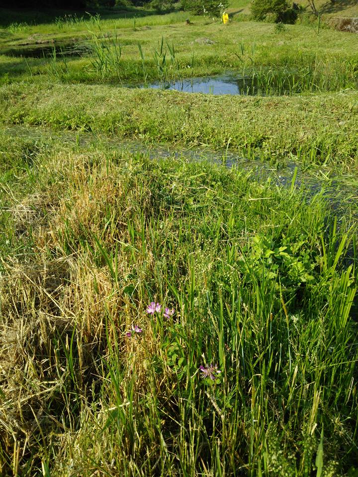 2013年秋にれんげの種まきをしています-2016-05-22