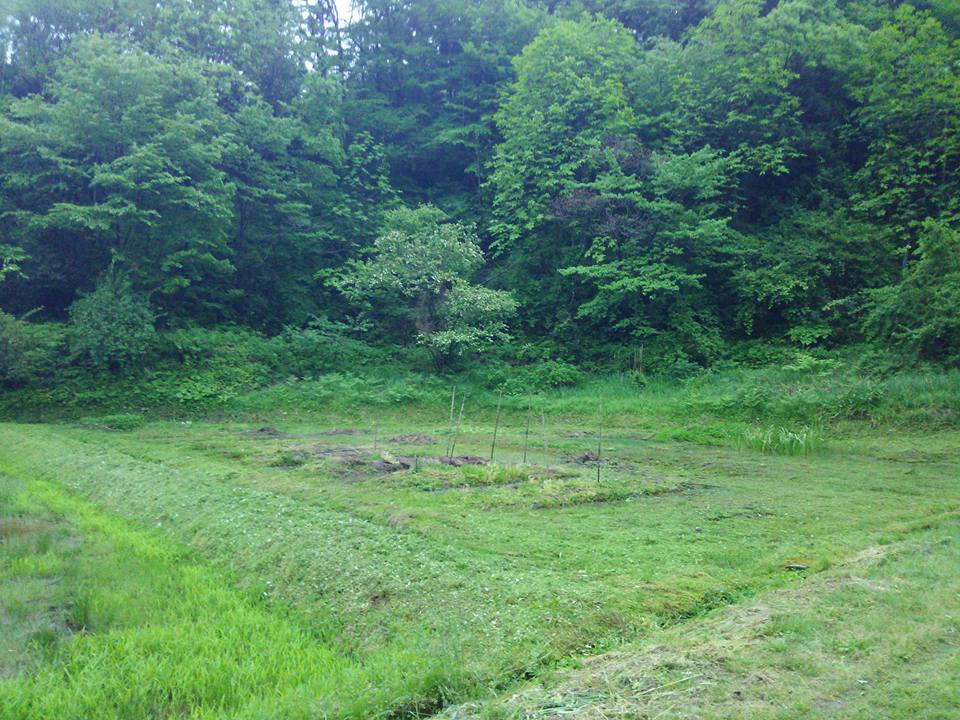 アピオスは他に2ヵ所で試験栽培中です-2016-05-16