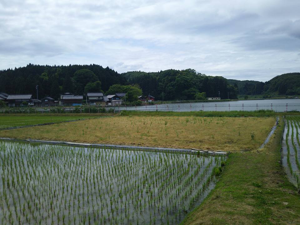 今日この休耕田の持ち主から管理を頼まれたので、どんな作物を植えればいいのか研究中です-2016-05-26