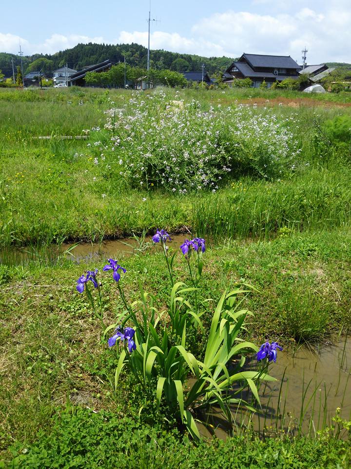 出発時間ギリギリまで草刈りで種まきまで出来ませんでした-2016-05-17