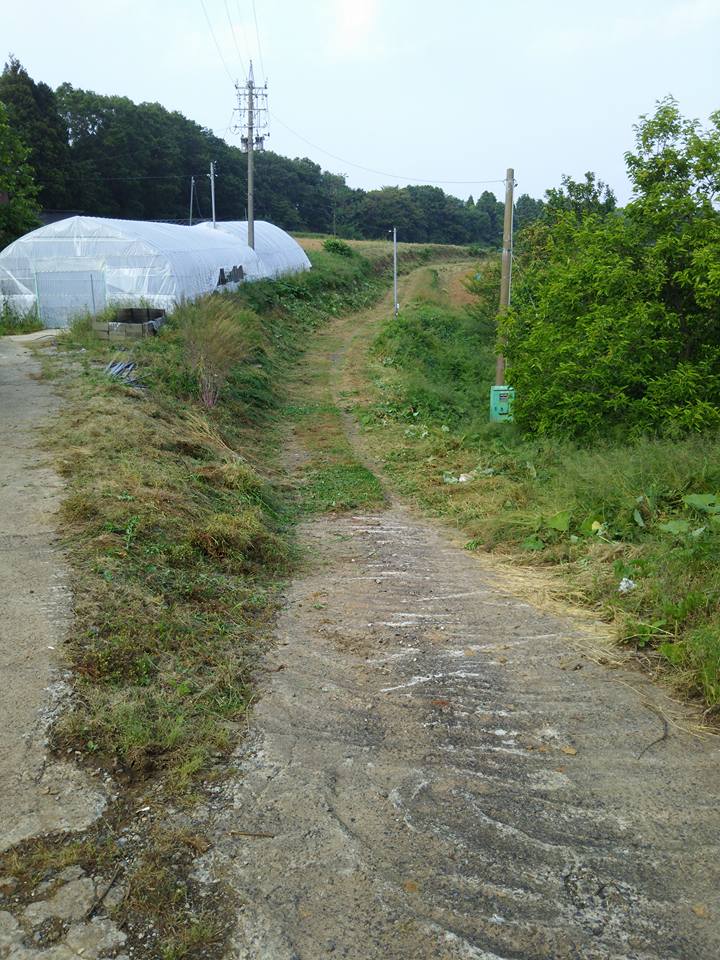この一帯は私が借りている水田土壌と違って山を開拓した赤土土壌です-2016-05-28