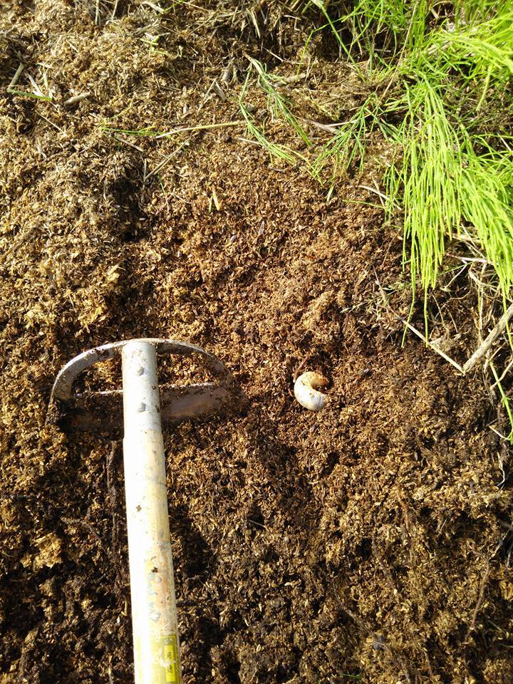 カブトムシ堆肥の出来上がりです-2016-06-06