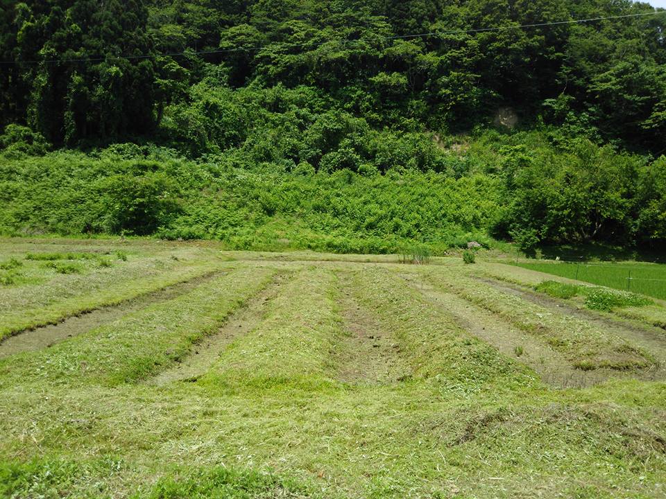 オメガうねは、元々こちらの湿田用の不耕起栽培のうねとして開発しました-2016-06-08