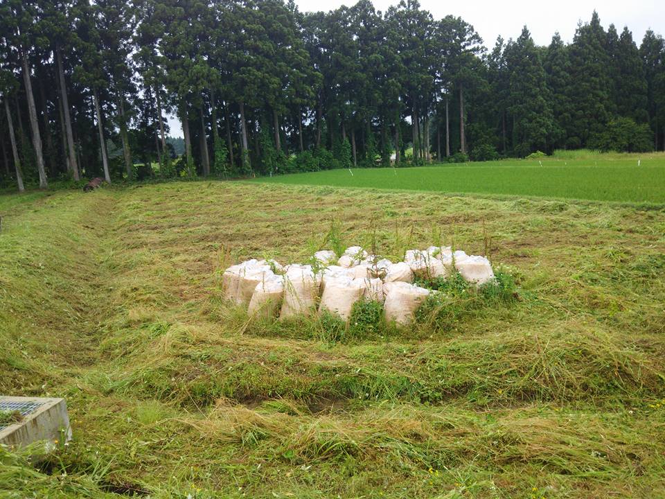 JGAPと有機JASでの借りているほ場の自己診断は終わりました-2016-06-10